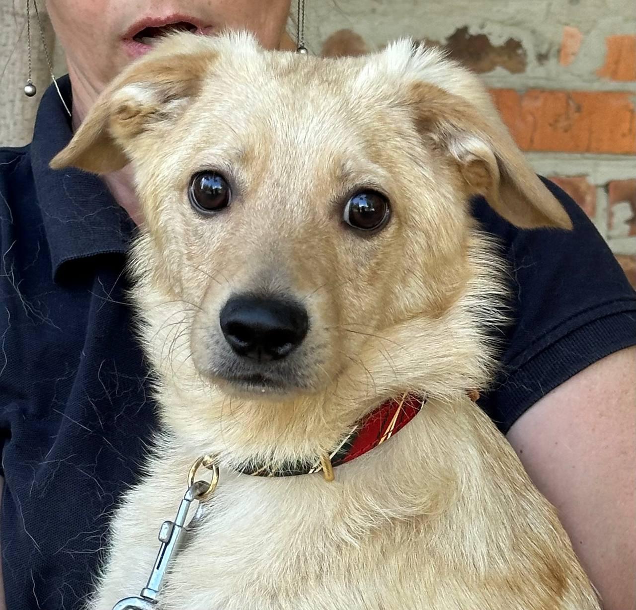 Chiens à adopter